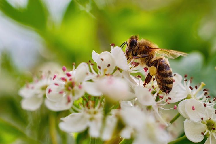 Arıların bahardaki görevleri nedir